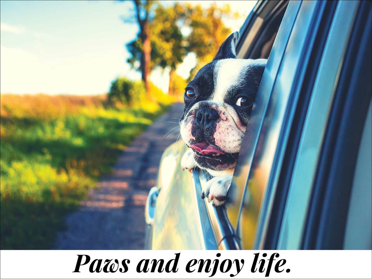 dog poster
