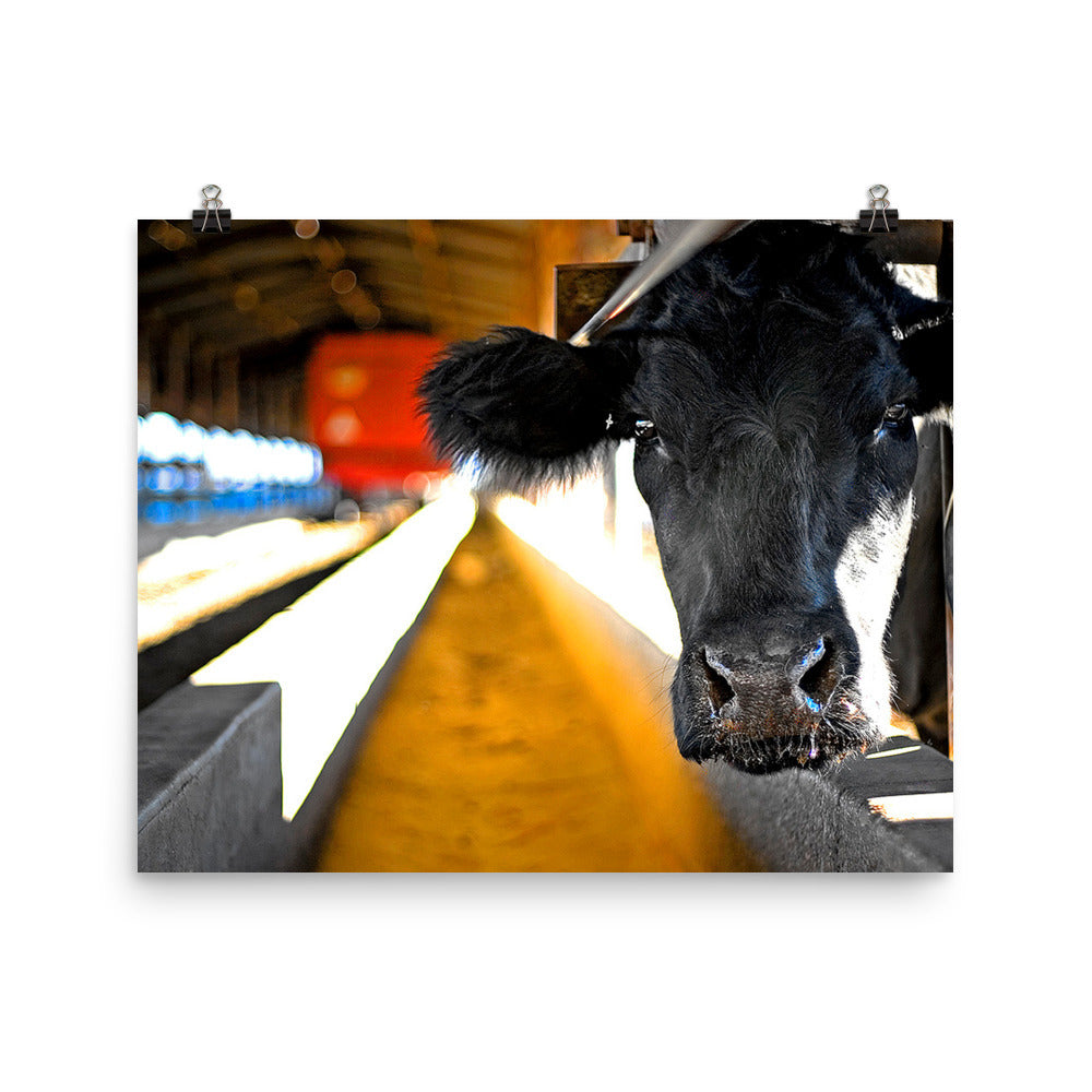 black cow