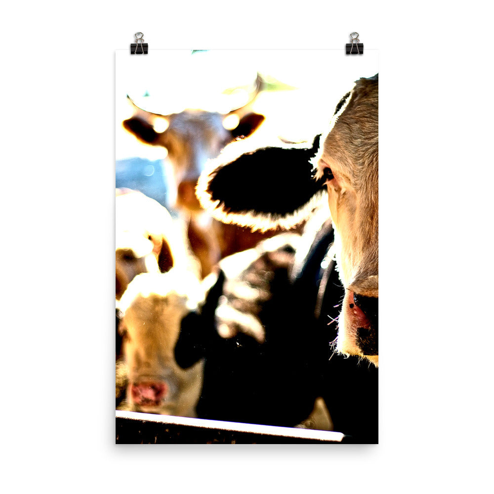 cow