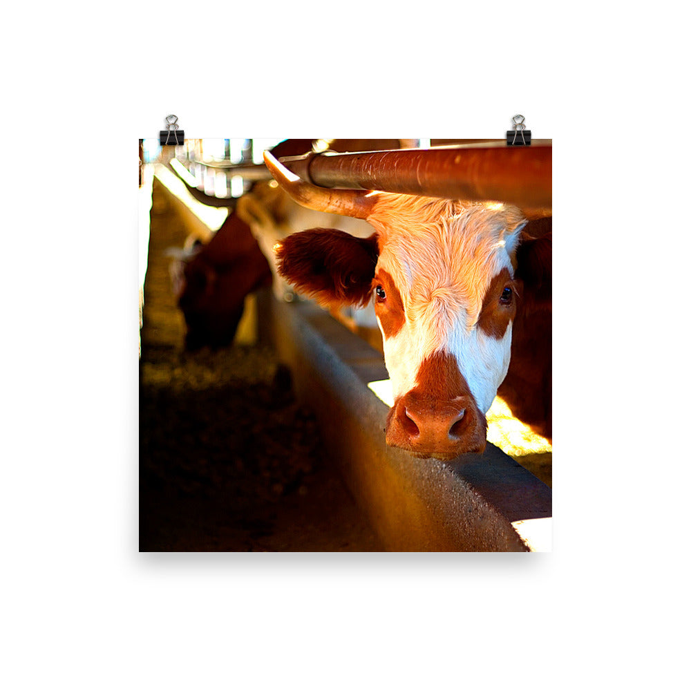 Cow Poster Photo