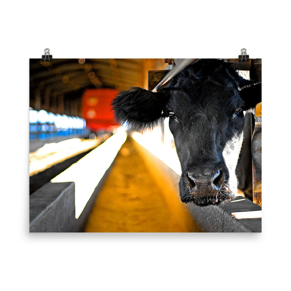 cow photo
