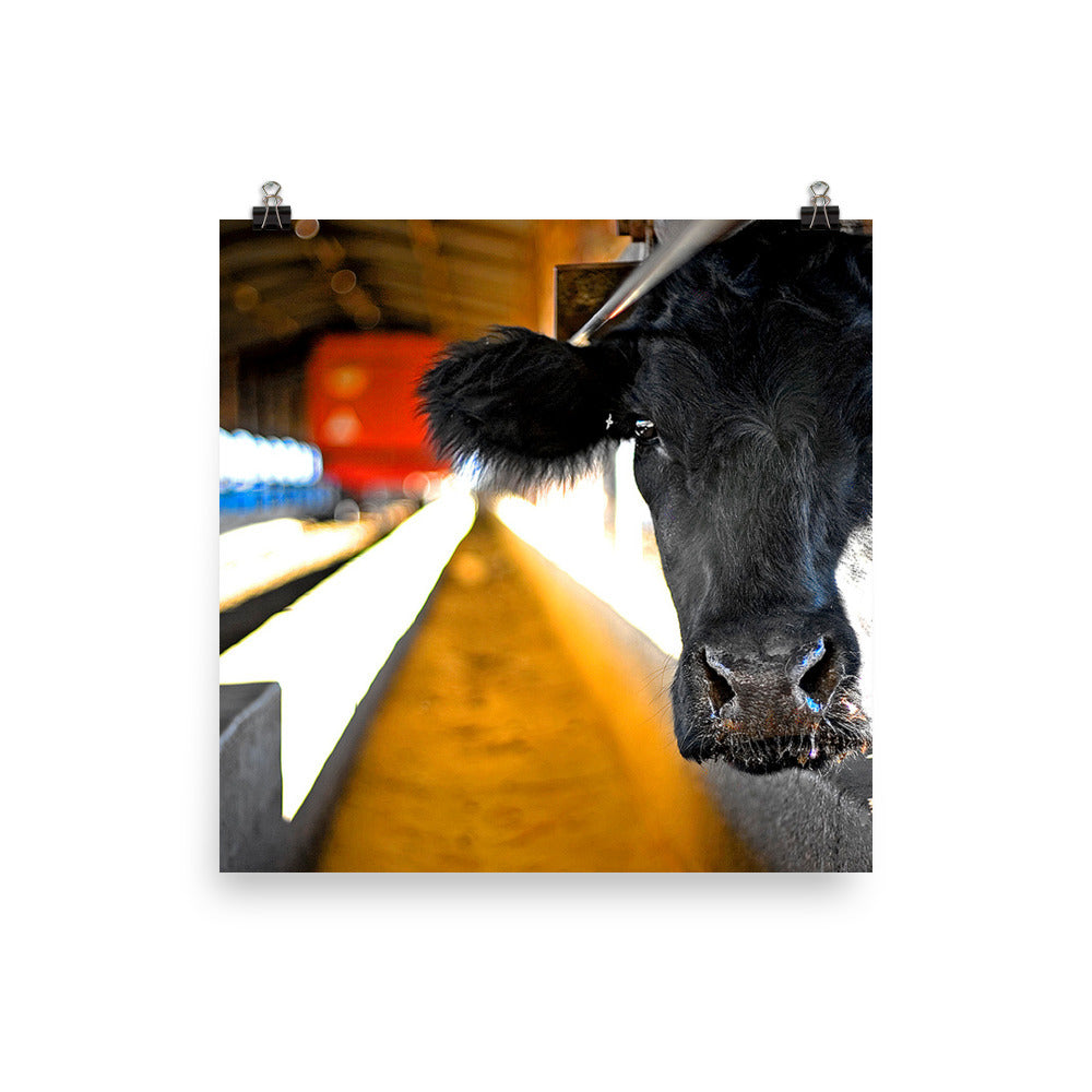 cow art