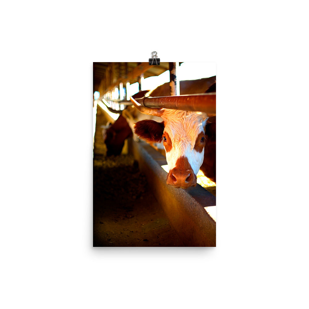 Cow Poster Photo