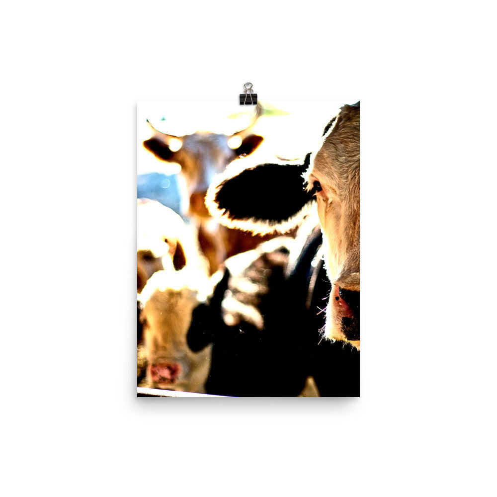 cow photo