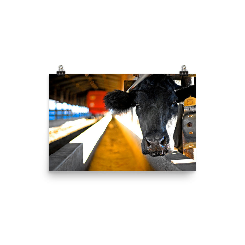 cow pic