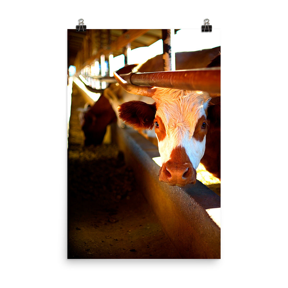 Cow Poster Photo