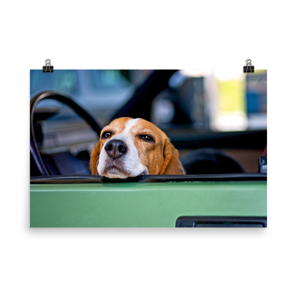 Cute Beagle Dog Poster Photo Wall Art Gift