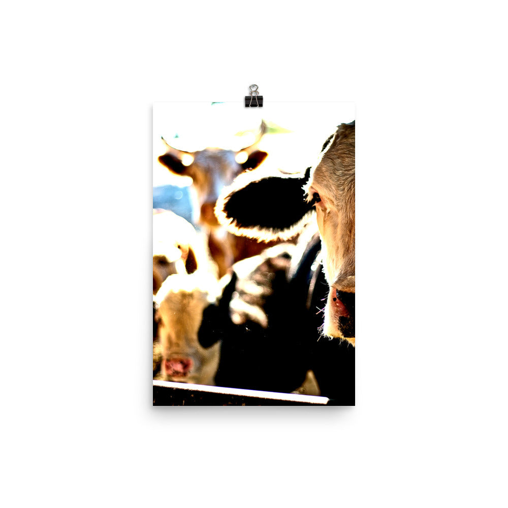 cow art