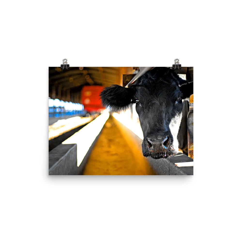 cow photos
