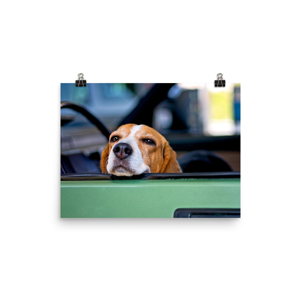 Cute Beagle Dog Poster Photo Wall Art Gift