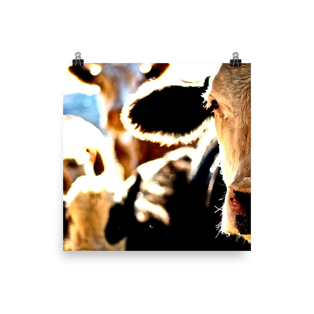 cow wall decor