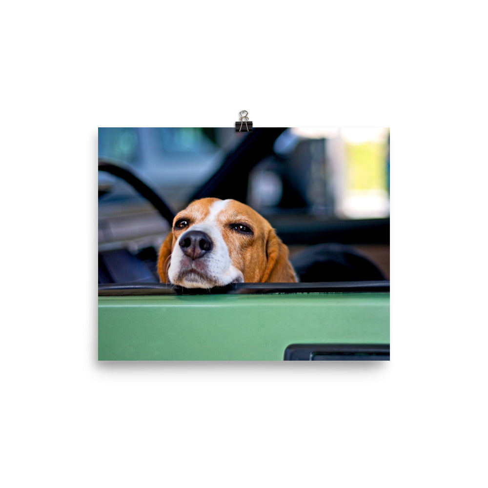 Cute Beagle Dog Poster Photo Wall Art Gift