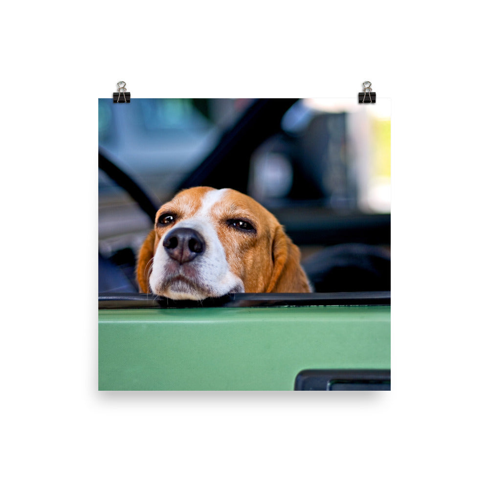 Cute Beagle Dog Poster Photo Wall Art Gift