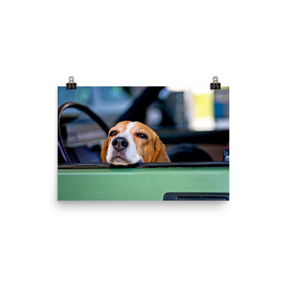 Cute Beagle Dog Poster Photo Wall Art Gift