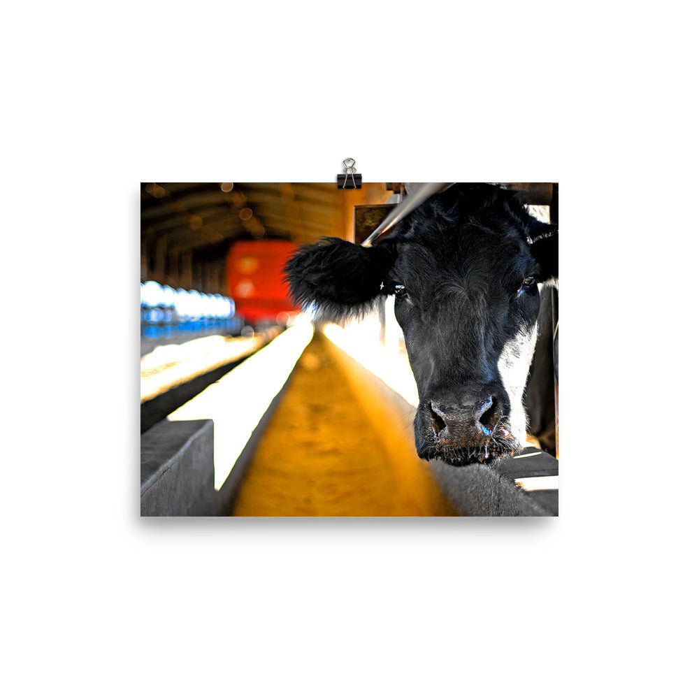 cow wall art