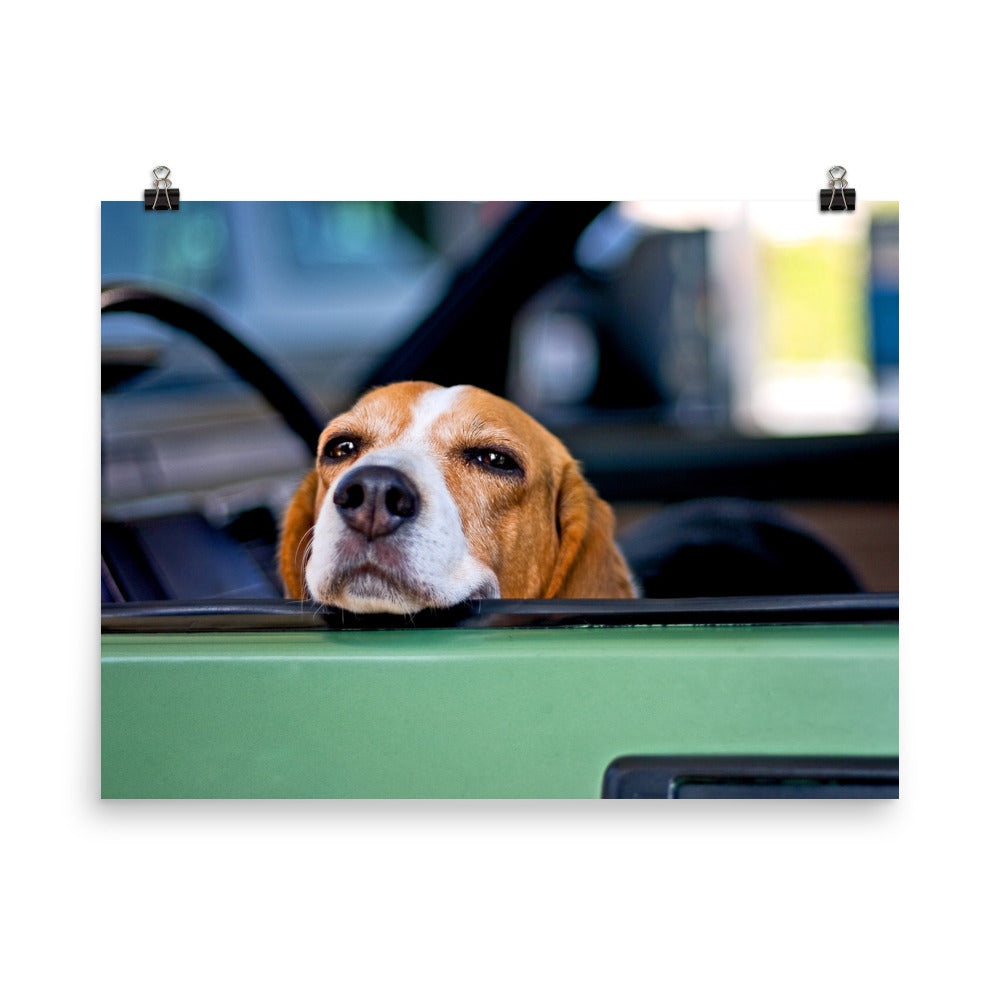 Cute Beagle Dog Poster Photo Wall Art Gift