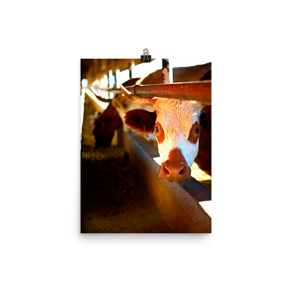 Cow Poster Photo
