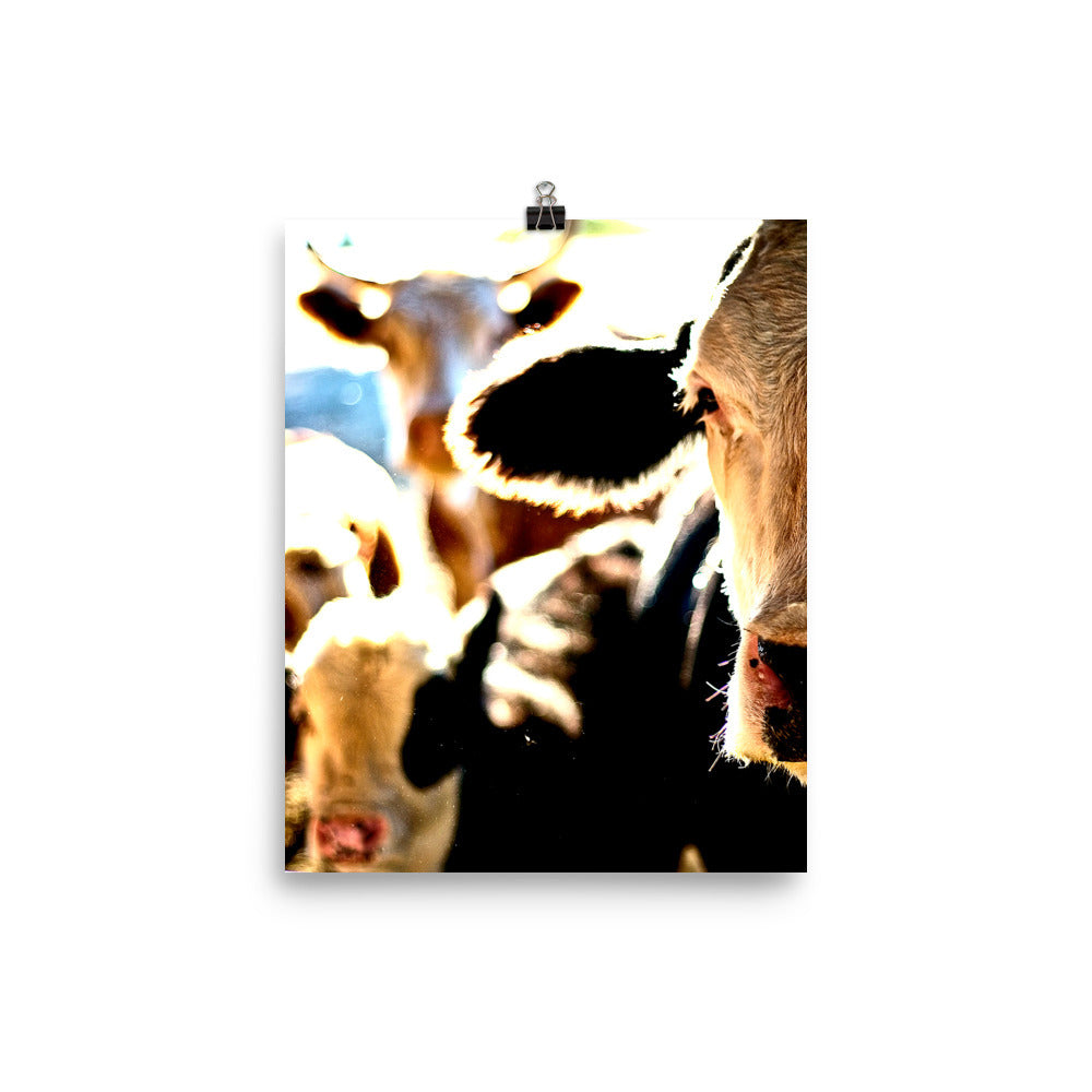 Cow Posters