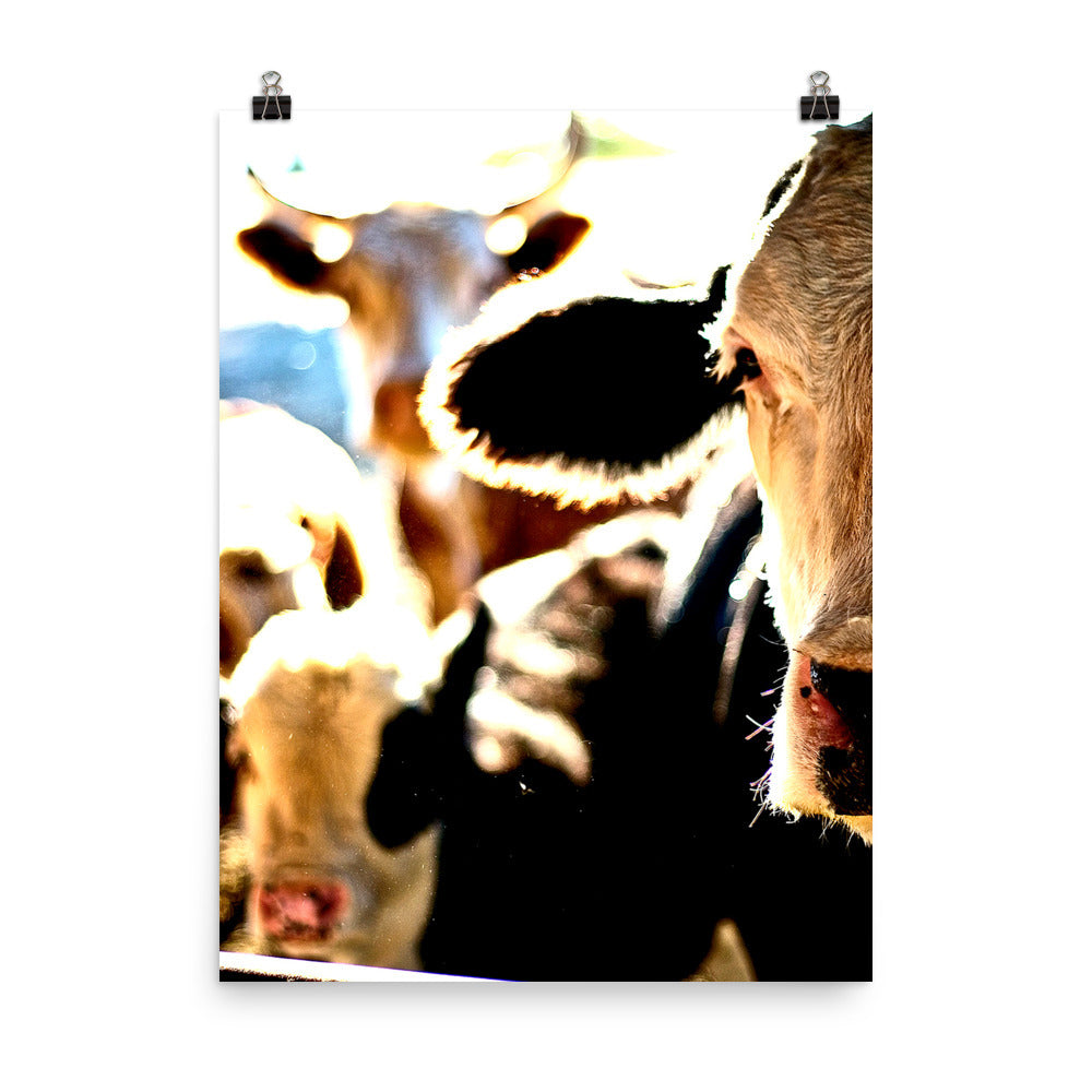 Cow Poster