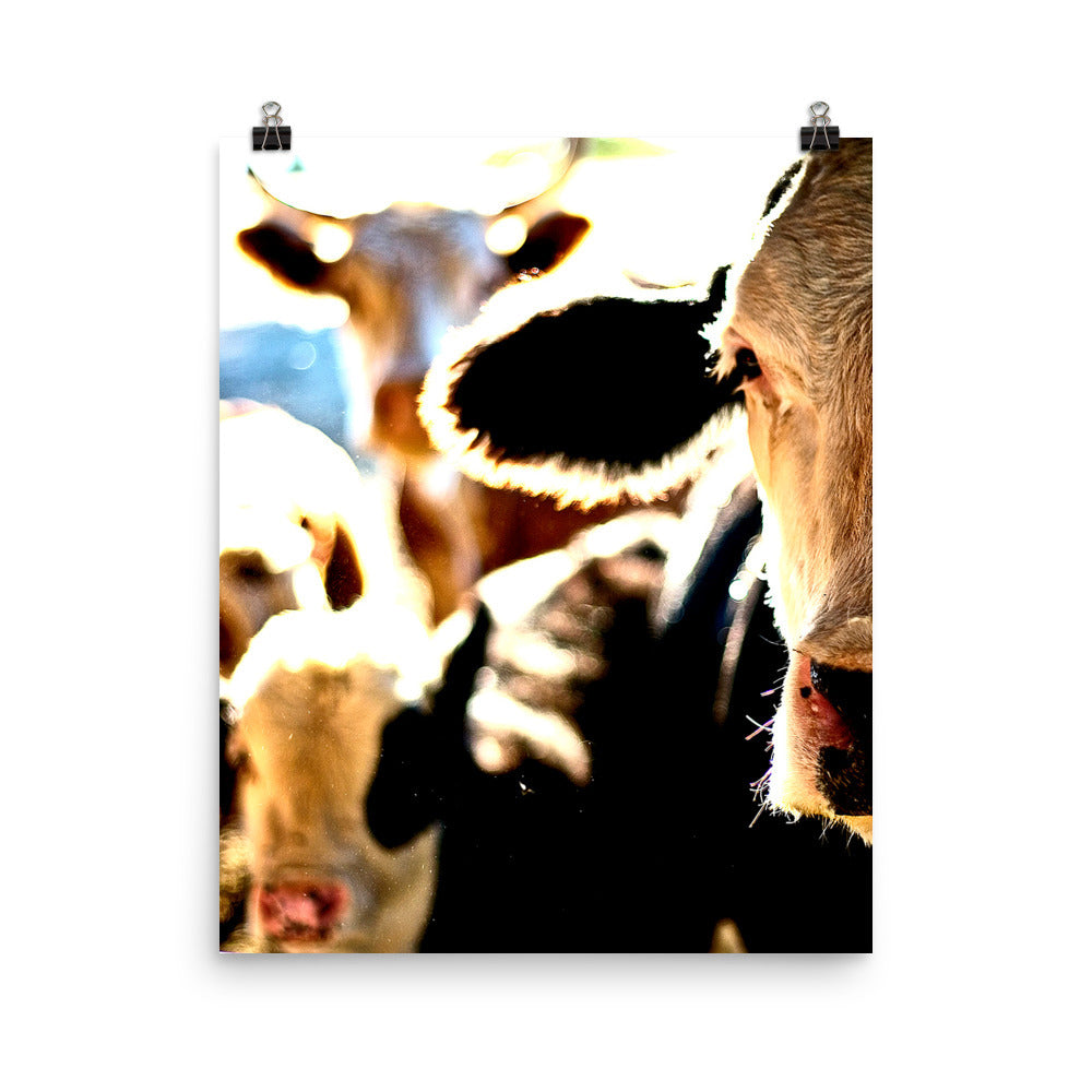 cow photography