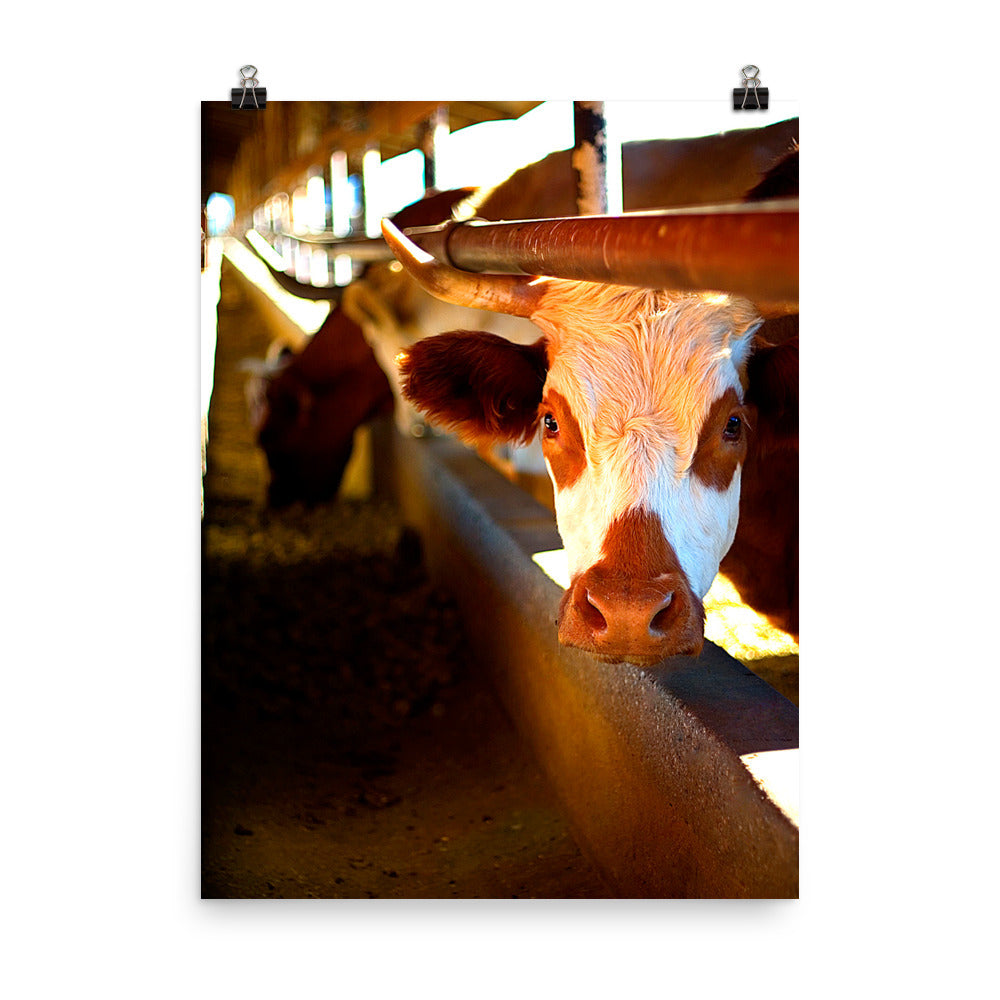 Cow Poster Photo