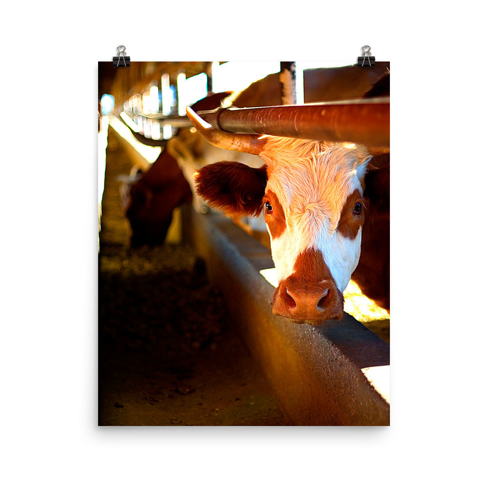 Cow Poster Photo
