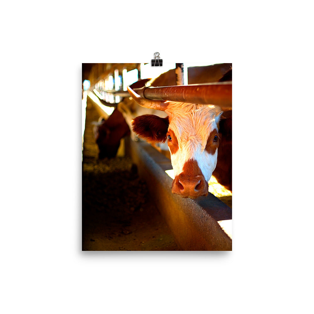 Cow Poster Photo