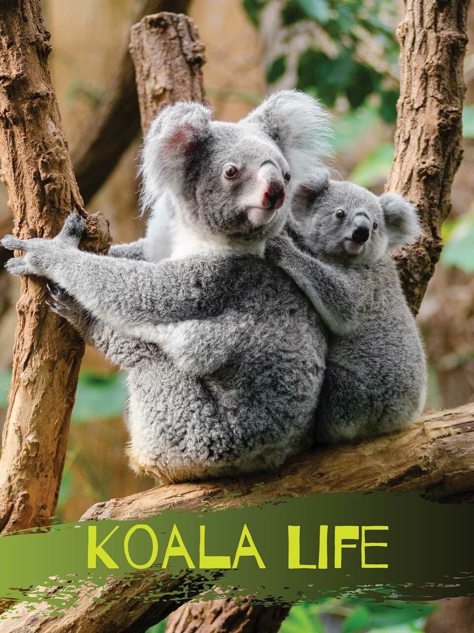 koala bears