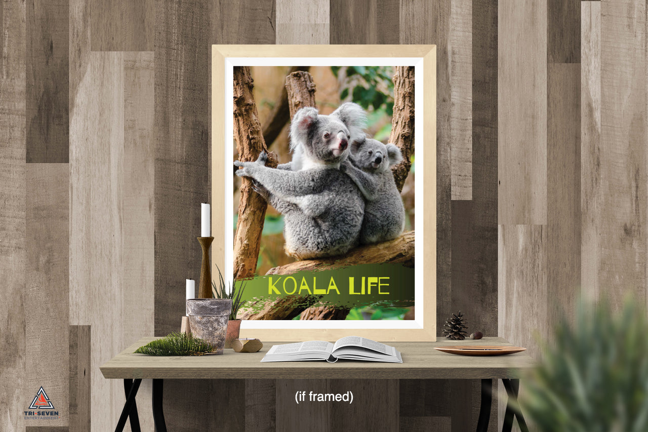 koala bear poster